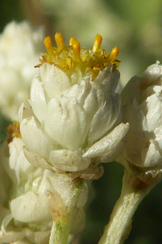 Silver-bush Everlastingflower