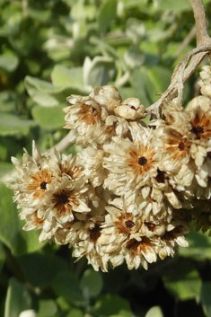 Silver-bush Everlastingflower