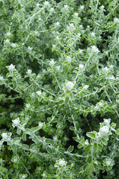 Thyme-leaved Cobwebbush