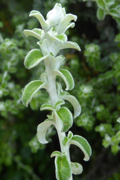 Thyme-leaved Cobwebbush