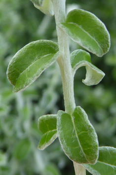 Thyme-leaved Cobwebbush