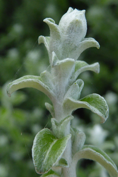 Thyme-leaved Cobwebbush