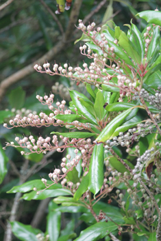 Lily-of-the-valley-tree