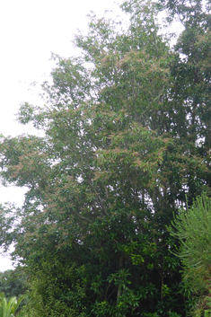 Lily-of-the-valley-tree