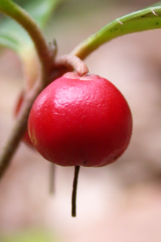 Checkerberry