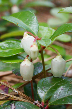 Checkerberry