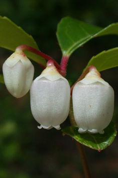 Checkerberry