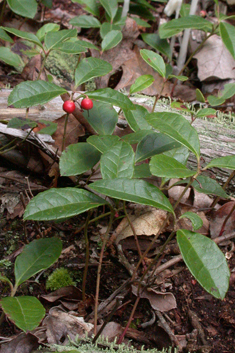 Checkerberry