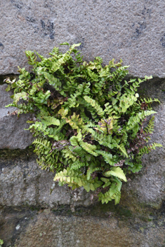 Sea Spleenwort
