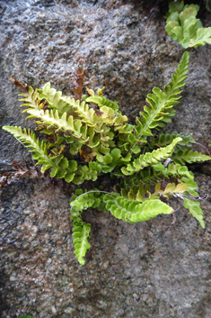 Sea Spleenwort