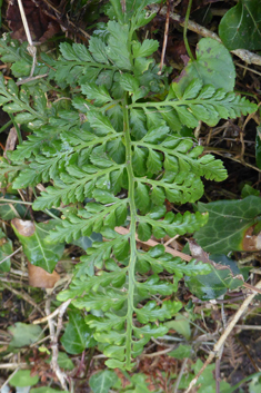 Lanceolate Spleenwort