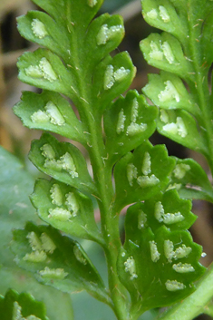 Lanceolate Spleenwort
