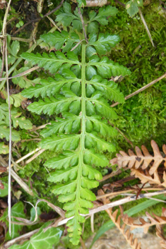 Lanceolate Spleenwort