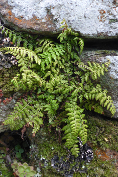 Lanceolate Spleenwort