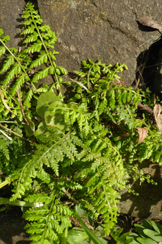 Lanceolate Spleenwort