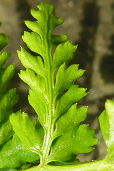 Lanceolate Spleenwort