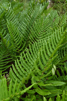 Greater Hard Fern