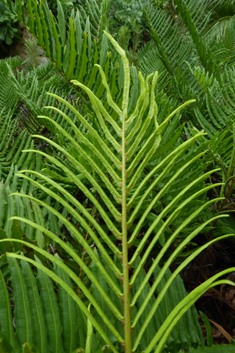 Greater Hard Fern