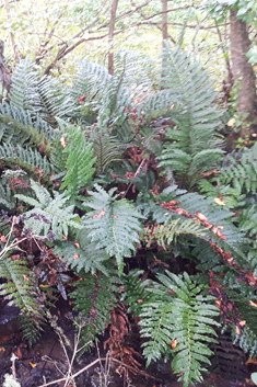 Greater Hard Fern