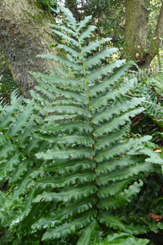 Greater Hard Fern