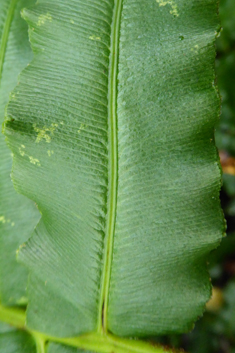 Greater Hard Fern