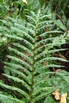 Greater Hard Fern