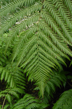 Australian Tree-fern