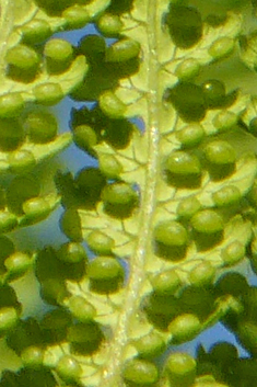 Australian Tree-fern
