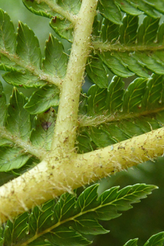 Australian Tree-fern