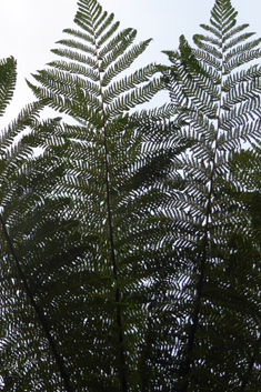 Australian Tree-fern