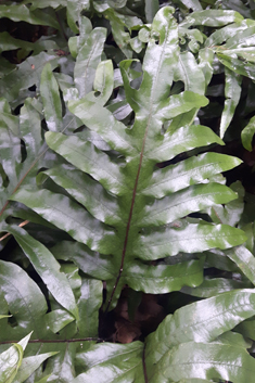 Kangaroo Fern