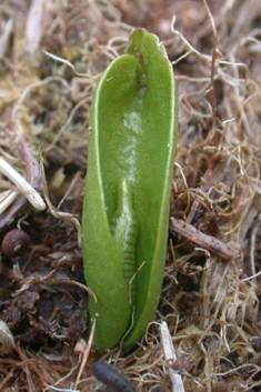 Small Adder's-tongue
