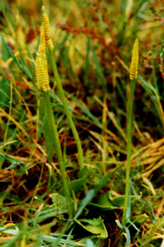 Small Adder's-tongue