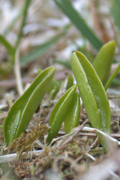 Small Adder's-tongue