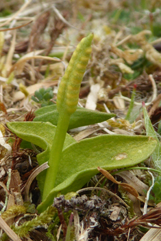 Small Adder's-tongue