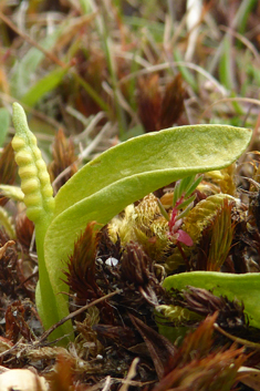 Small Adder's-tongue
