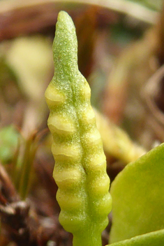 Small Adder's-tongue