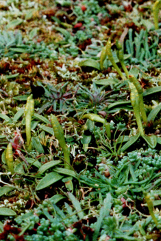 Least Adder's-tongue