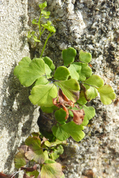 Maidenhair Fern