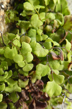 Maidenhair Fern