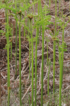 Common Bracken