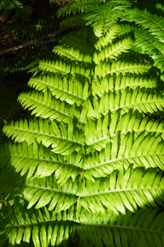 European Chain Fern