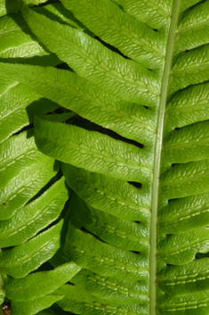 European Chain Fern