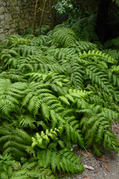 European Chain Fern
