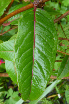 Large-flowered Fuchsia