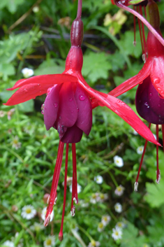 Large-flowered Fuchsia