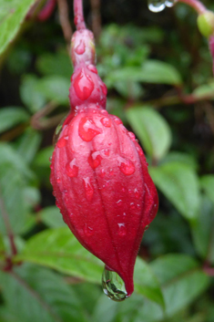Large-flowered Fuchsia