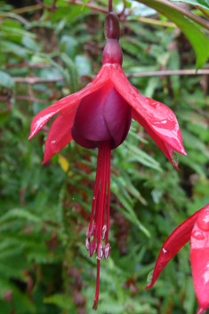 Large-flowered Fuchsia