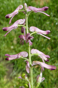 Tall Ramping Fumitory