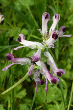Western Ramping Fumitory
